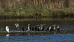 Click to see Y-DP-10669-TCS-C.JPG