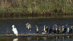 Click to see Y-DP-10675-TCS-D.JPG