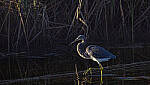 Click to see Y-DP-10738-EDT2.JPG