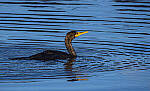 Click to see Y-DP-10775-EDT.JPG