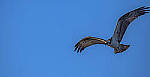 Click to see Y-DP-10801-EDT.JPG