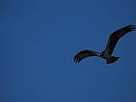 Click to see Y-DP-10801.JPG