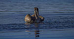 Click to see Y-DP-10803-EDT.JPG