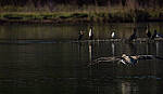 Click to see Y-DP-10806-EDT.JPG