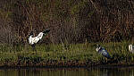 Click to see Y-DP-10818-EDT.JPG