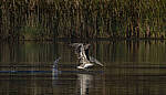 Click to see Y-DP-10829-EDT.JPG