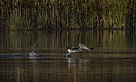 Click to see Y-DP-10830-EDT.JPG