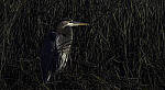 Click to see Y-DP-10831-EDT.JPG