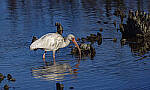 Click to see Y-DP-10843-EDT.JPG