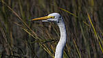 Click to see Y-DP-10868-EDT.JPG
