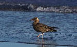 Click to see Y-DP-10912-EDT.JPG