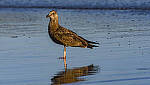 Click to see Y-DP-10920-EDT.JPG