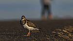 Click to see Y-DP-10939-EDT.JPG