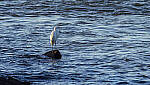 Click to see Y-DP-11006-EDT.JPG