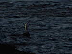Click to see Y-DP-11006.JPG