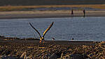 Click to see Y-DP-11059-EDT.JPG