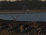 Click to see Y-DP-11059.JPG