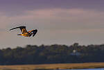 Click to see Y-DP-11066-EDT.JPG