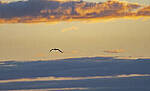 Click to see Y-DP-11089-EDT.JPG