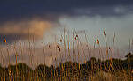 Click to see Y-DP-11094-EDT.JPG