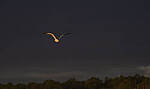 Click to see Y-DP-11098-EDT.JPG