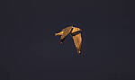 Click to see Y-DP-11101-EDT.JPG