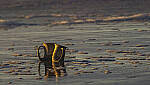 Click to see Y-DP-11107-EDT.JPG