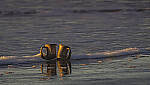 Click to see Y-DP-11112-EDT.JPG