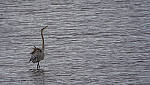 Click to see Y-DP-11142-EDT.JPG