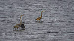Click to see Y-DP-11181-EDT.JPG