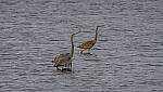 Click to see Y-DP-11183-EDT.JPG
