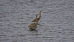 Click to see Y-DP-11185-EDT.JPG