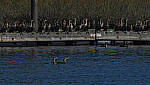 Click to see Y-DP-11241-EDT.JPG