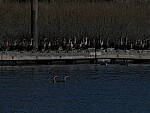 Click to see Y-DP-11241.JPG