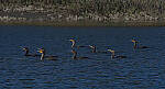 Click to see Y-DP-11255-EDT.JPG