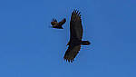 Click to see Y-DP-11267-EDT.JPG