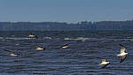 Click to see Y-DP-11294-EDT.JPG