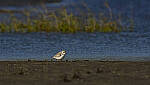 Click to see Y-DP-11313-EDT.JPG