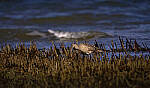 Click to see Y-DP-11341-EDT.JPG