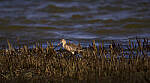 Click to see Y-DP-11342-EDT.JPG
