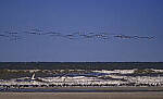 Click to see Y-DP-11368-EDT.JPG