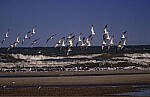 Click to see Y-DP-11369-EDT.JPG