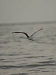 Click to see Y-DP-PC-0463.JPG