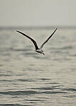 Click to see Y-DP-PC-0464-EDT.JPG