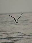 Click to see Y-DP-PC-0464.JPG
