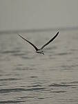 Click to see Y-DP-PC-0465.JPG