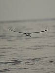 Click to see Y-DP-PC-0466.JPG