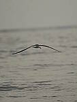 Click to see Y-DP-PC-0467.JPG