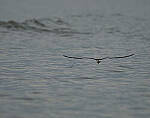 Click to see Y-DP-PC-0491-edt.jpg
