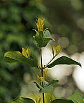 Click to see Y-DPB-0010-edt.JPG